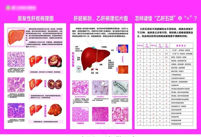 肝病科解剖图图片