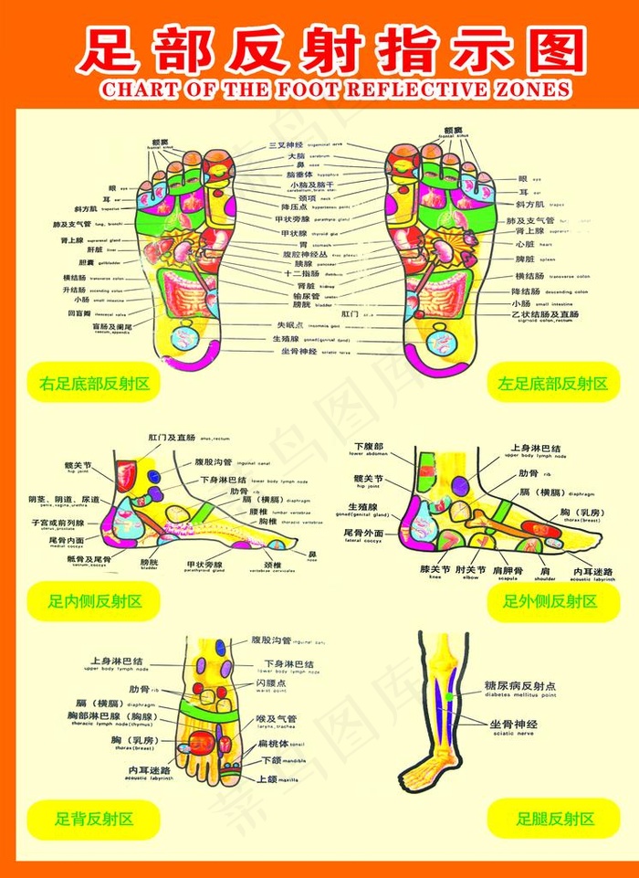 足部反射图图片