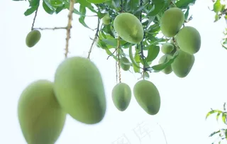 台农芒果树图片