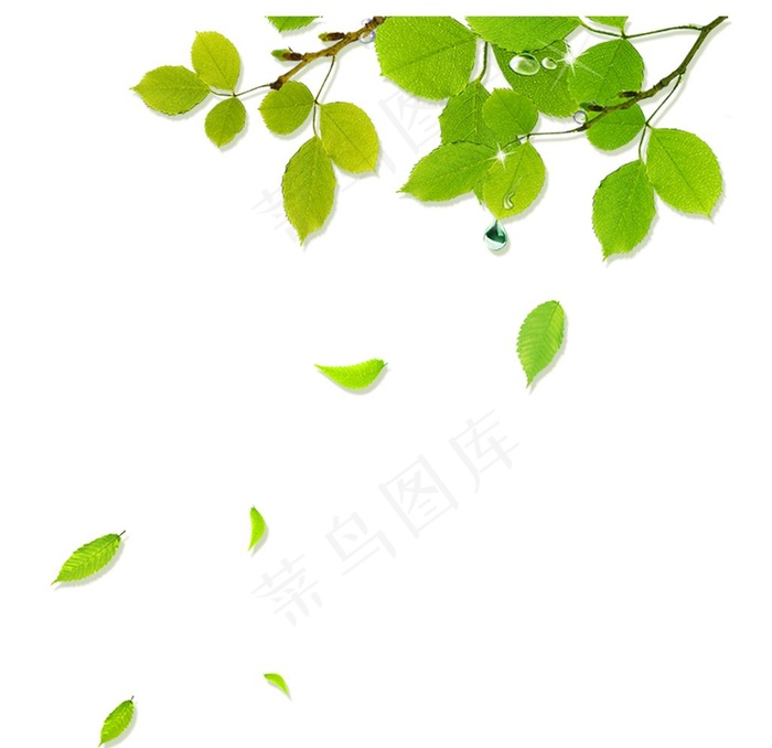 叶子素材图片(2000X2000(DPI:72))psd模版下载