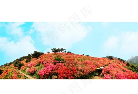 麻城红杜鹃图片 麻城红杜鹃图片