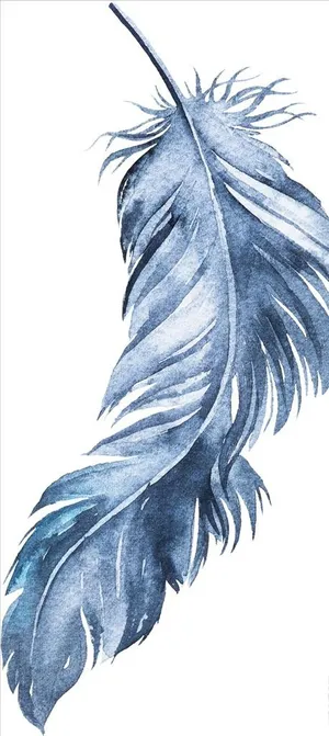 羽毛图片 羽毛图片