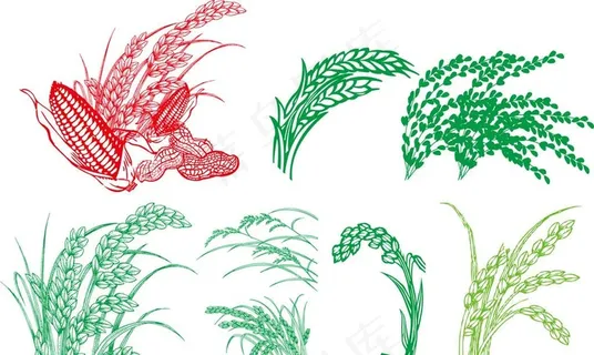 水稻  矢量图图片