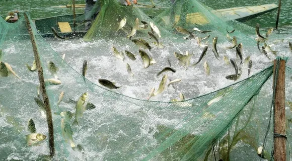 捕鱼图片 捕鱼图片