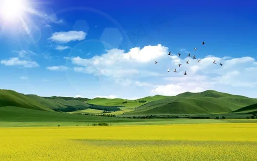 阳光下的油菜花地背景图片 阳光下的油菜花地背景图片