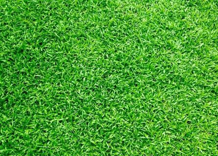 绿草坪 绿草图片