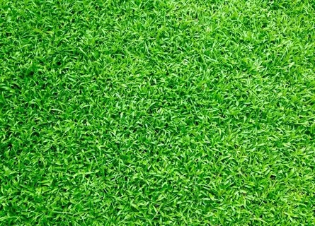 绿草坪 绿草图片