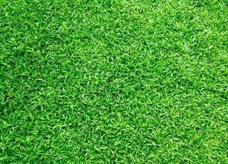 绿草坪 绿草图片