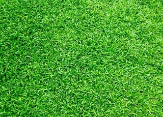 绿草坪 绿草图片