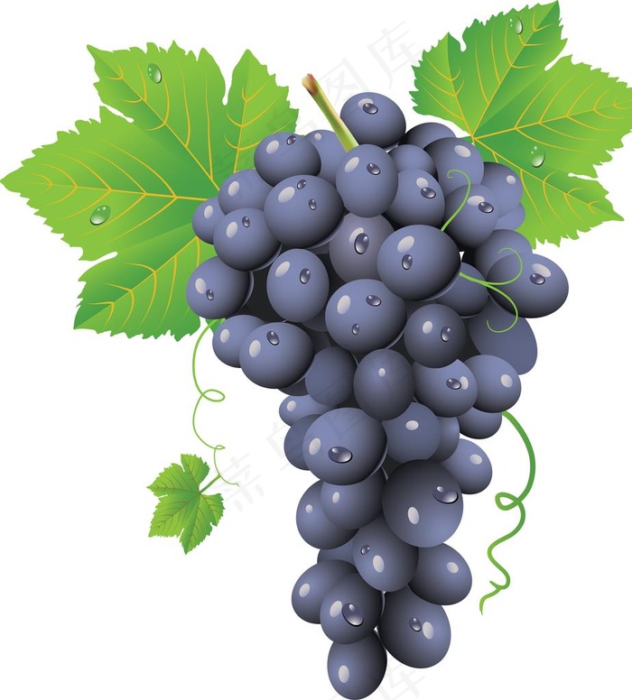 葡萄图片
