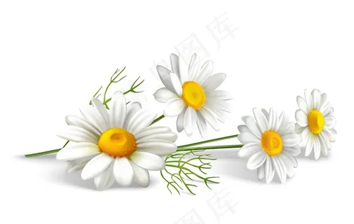 白色小雏菊图片