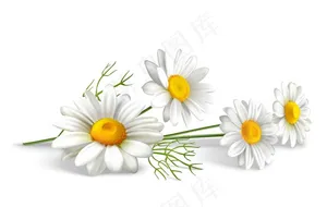 白色小雏菊图片
