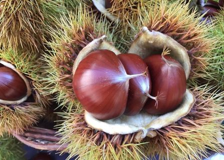 板栗野生板栗毛栗子图片