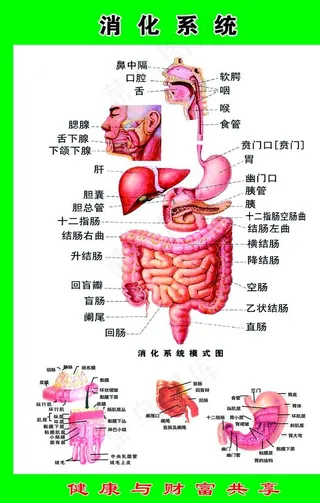 消化系统图片