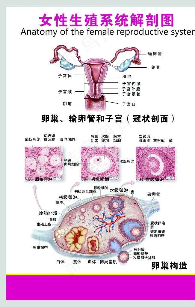 女性生殖系统图片