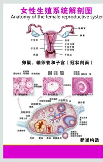 女性生殖系统图片