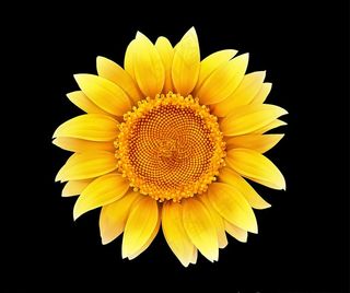 矢量向日葵图片