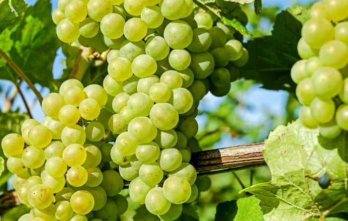 葡萄图片