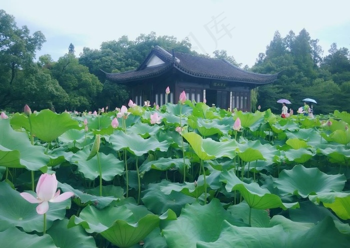 夏荷图片