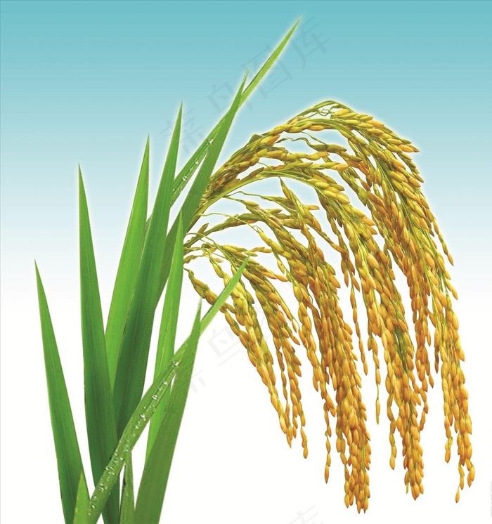 稻子图片