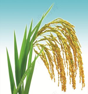稻子图片