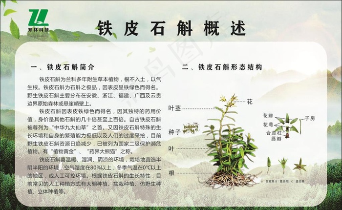 铁皮石斛概述图片(210X297)cdr矢量模版下载
