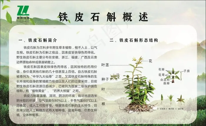 铁皮石斛概述图片(210X297)cdr矢量模版下载
