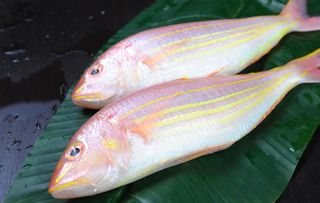 生鲜红杉鱼图片