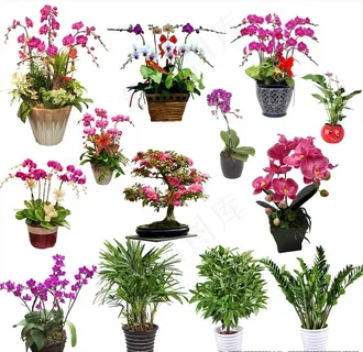 免扣植物盆栽图片