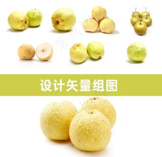 砀山梨矢量图片