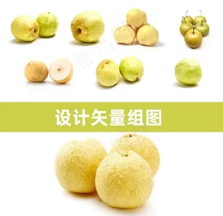 砀山梨矢量图片