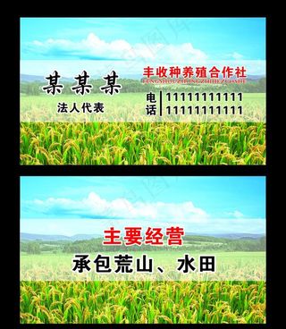 水稻名片图片
