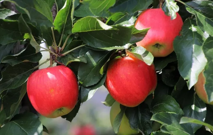 苹果苹果树苹果花图片