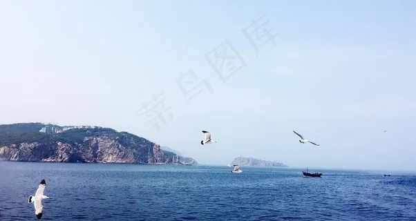 山海海鸥图图片 山海海鸥图图片