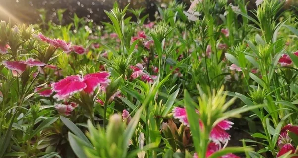 蝴蝶花图片 蝴蝶花图片