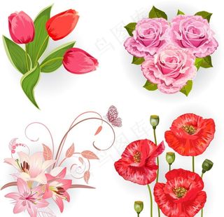 郁金香 百合花 玫瑰花 虞美人图片