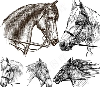 手绘马头矢量素材图片