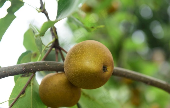 梨子图片