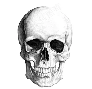 素描骷颅头图片