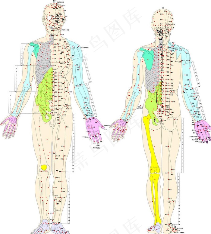 经络穴位图图片ai矢量模版下载