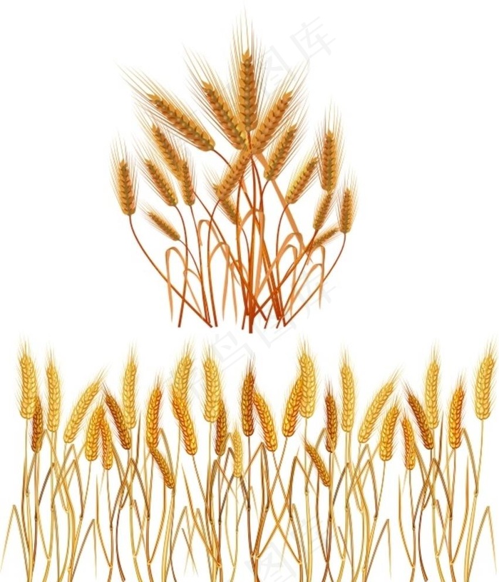小麦图片cdr矢量模版下载