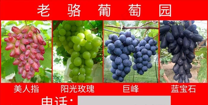 葡萄园图片psd模版下载