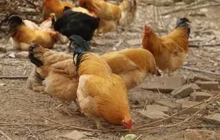 果园走地鸡图片