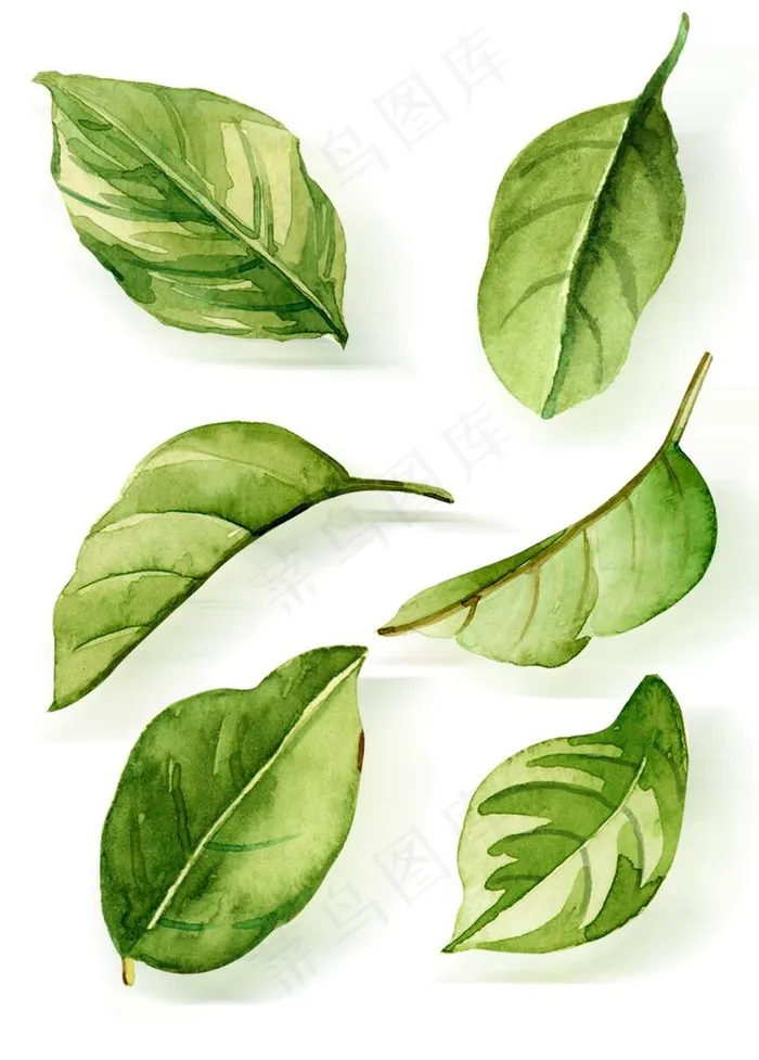 手绘叶子图片psd模版下载