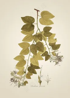 北欧花卉 植物 装饰画图片