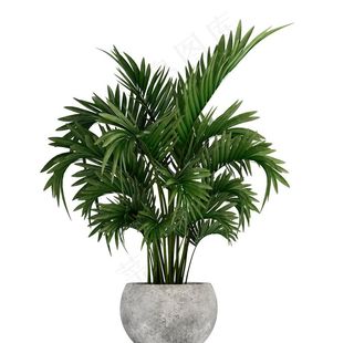 天堂棕榈树绿植装饰素材图片