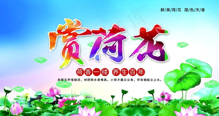 荷花图片(6298X3543(DPI:200))psd模版下载
