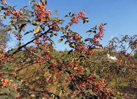 韩城花椒图片 韩城花椒图片