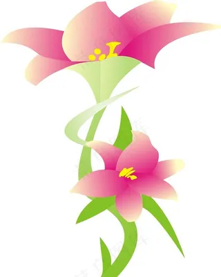 百合花图片