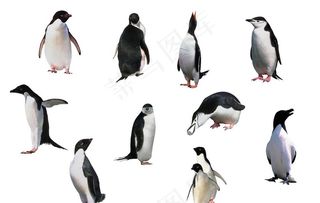 企鹅图片